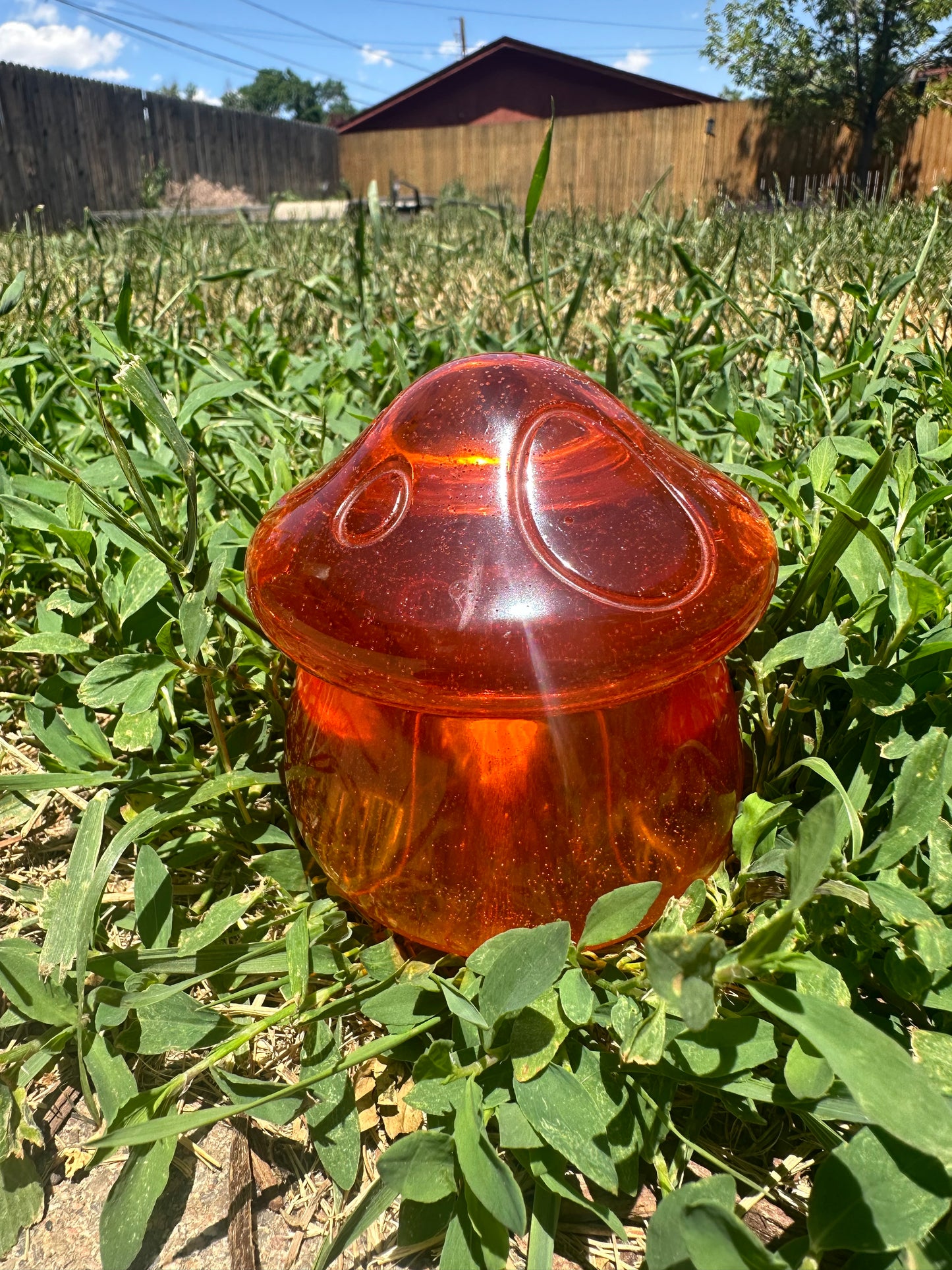 Carrot top mushroom