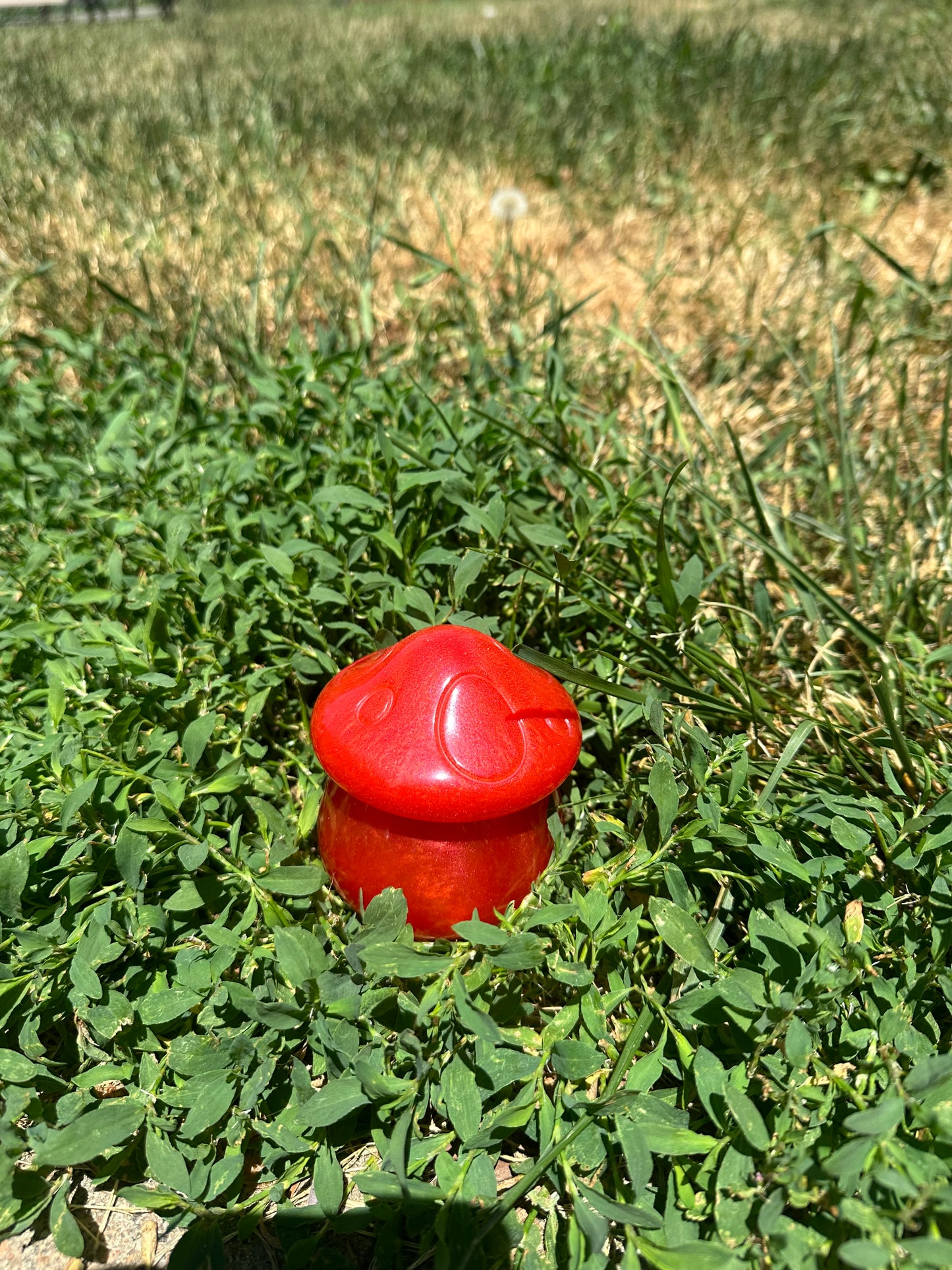 Ripe mushroom